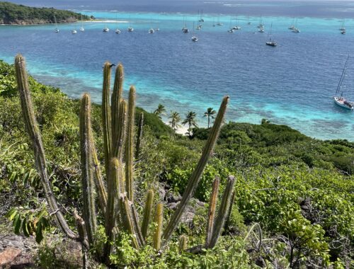 Tobago Cays Snorkelling With Turtles