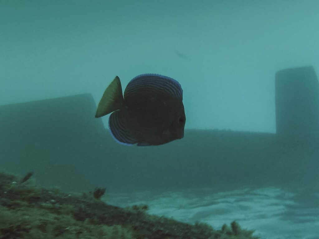 Bob the Damselfish: Our Unlikely Shipmate